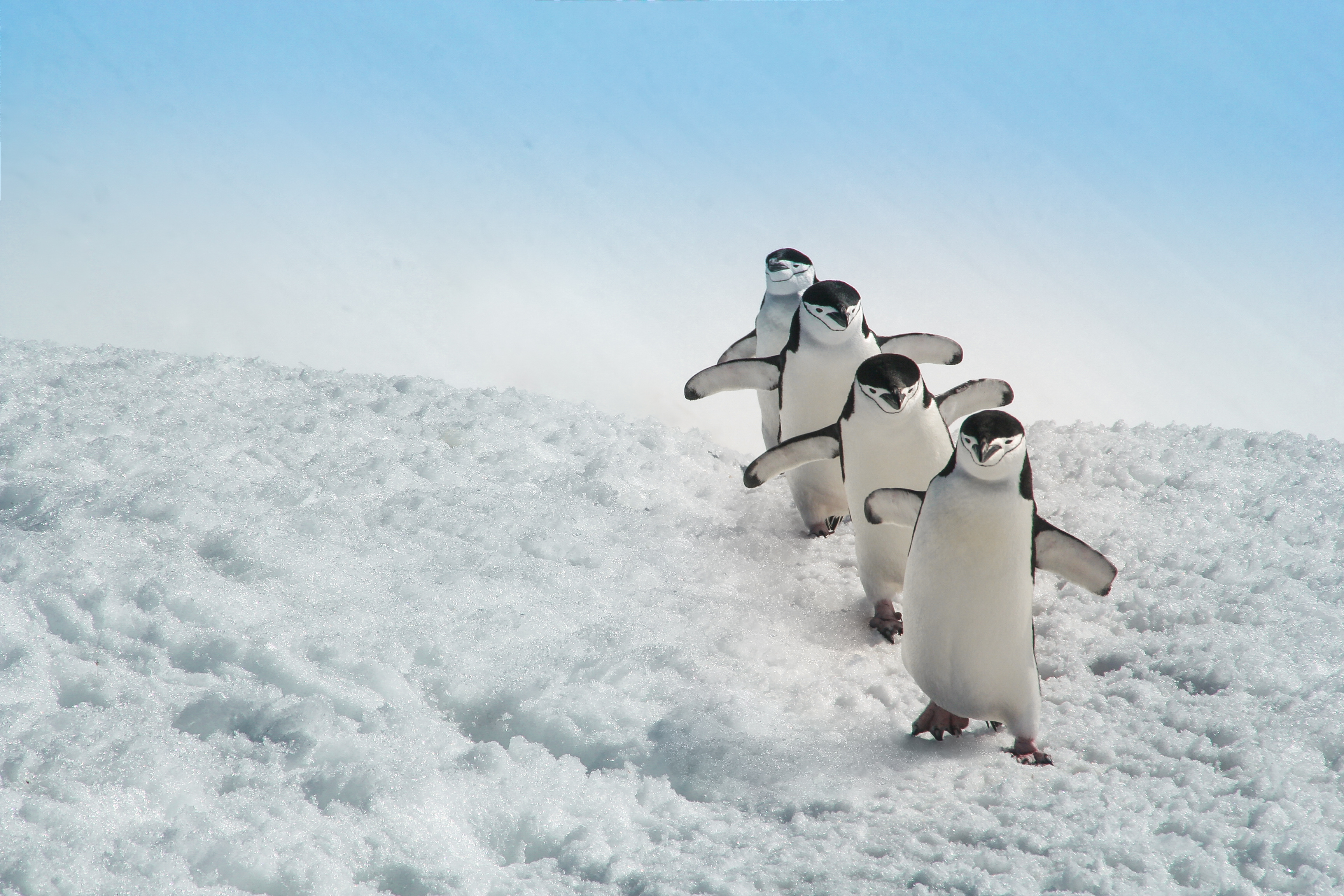 Eine Gruppe von vier Pinguinen geht über eine mit eisbedeckte Landschaft.
