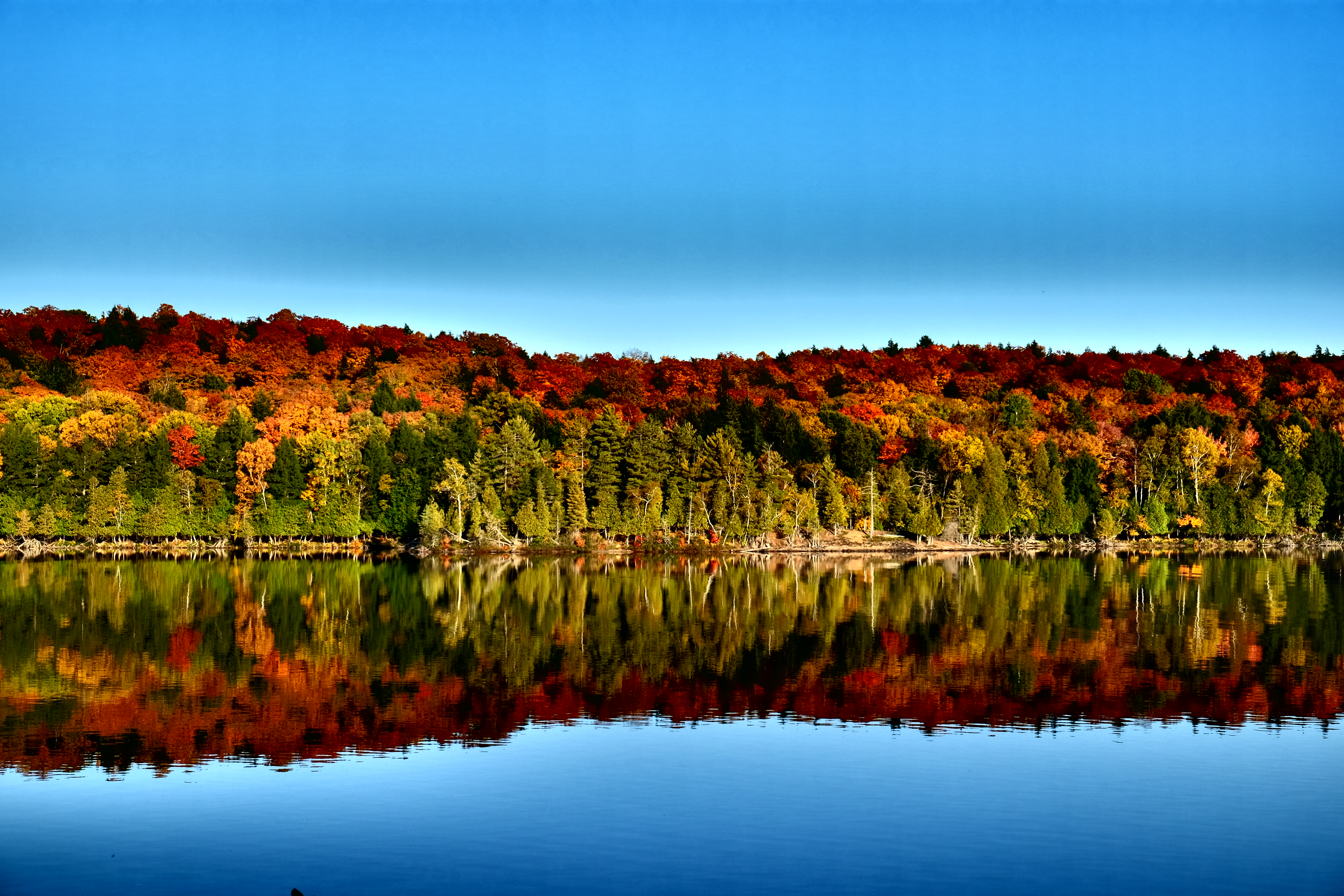 Herbstwald reflektiert im Wasser