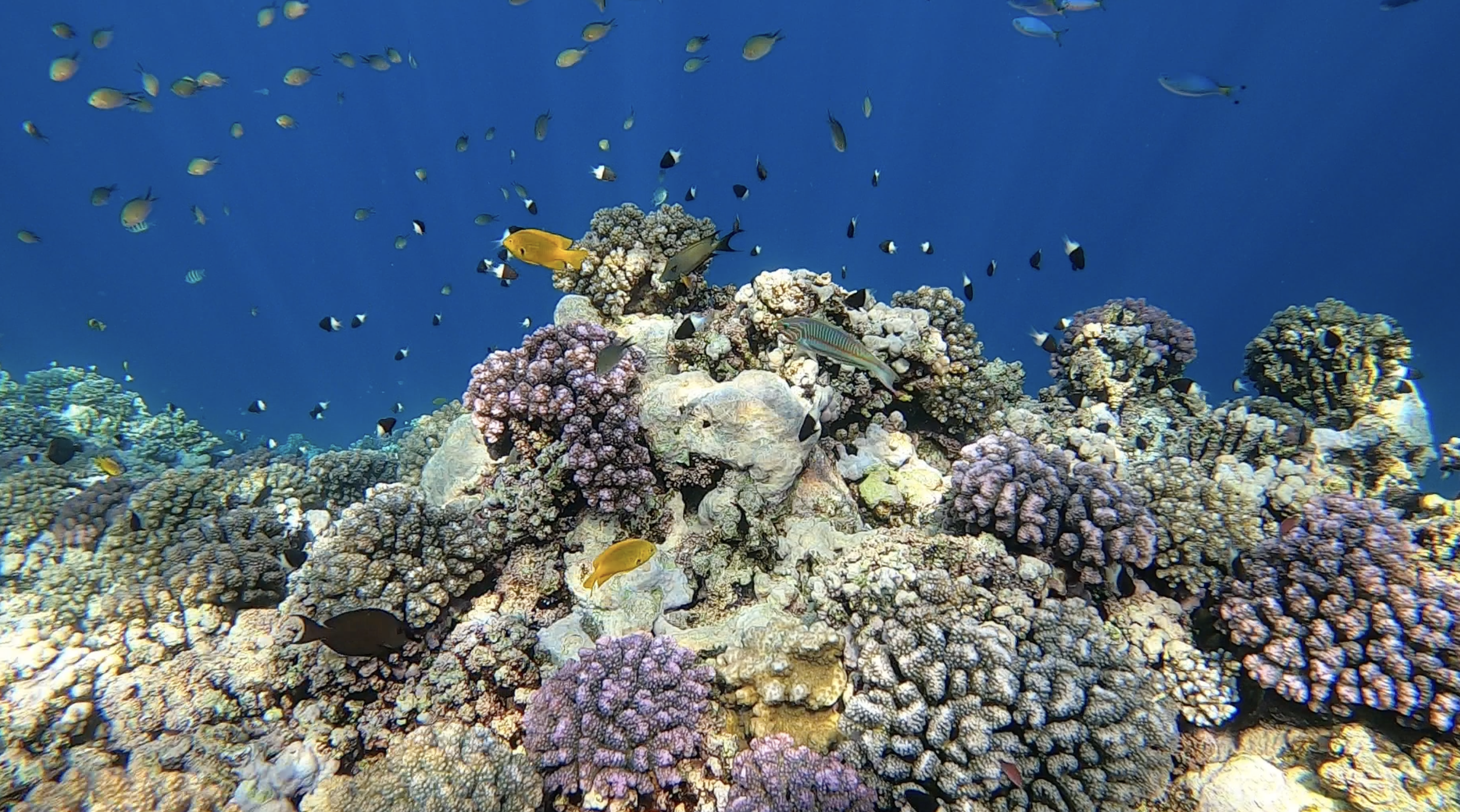 The corals in the Red Sea