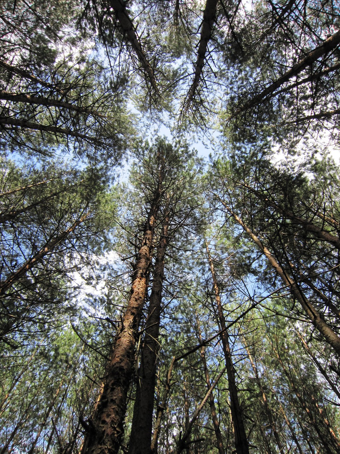 Kiefernwald in der südost-polnischen Woiwodschaft Karpatenvorland
