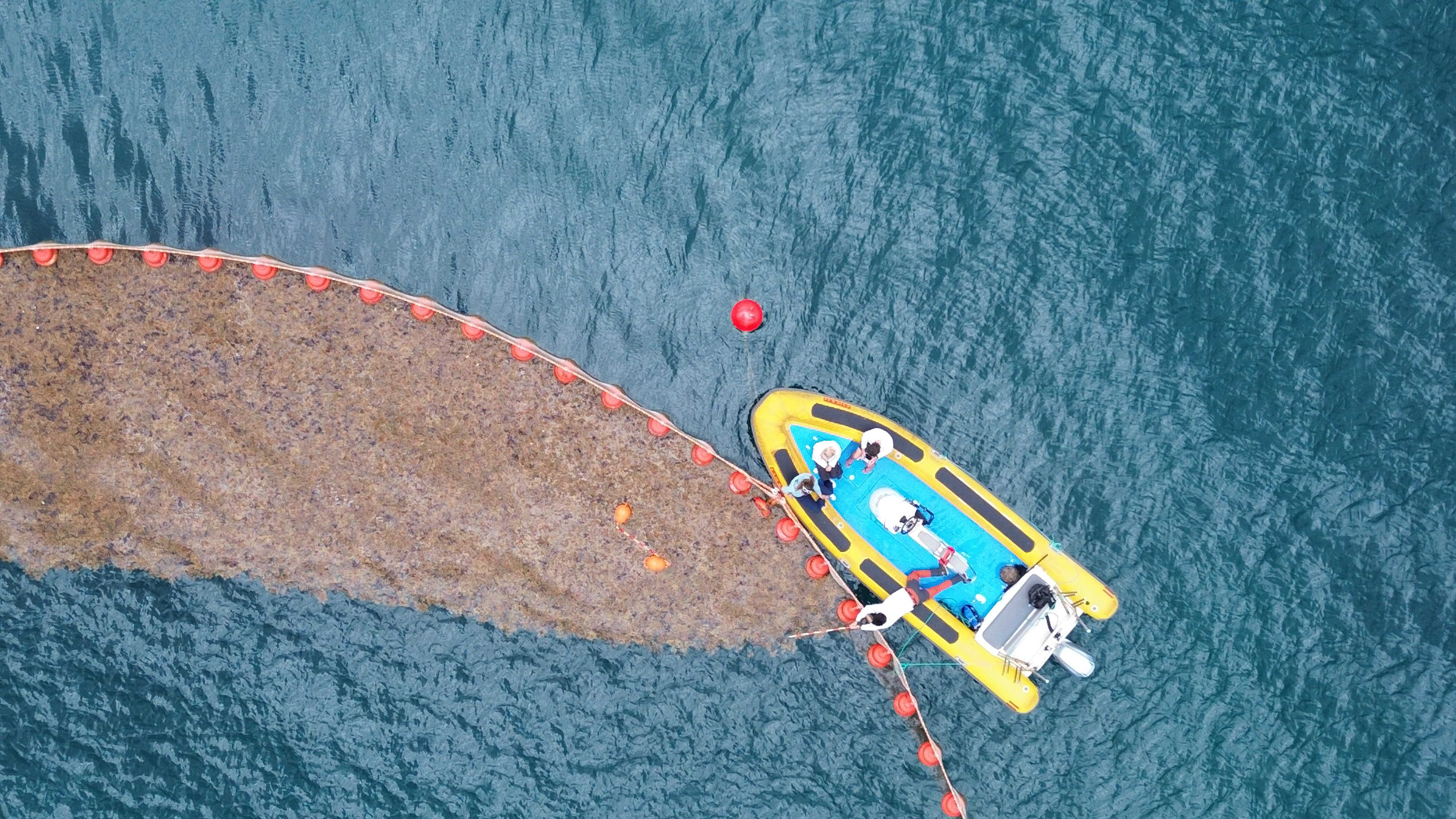 Makroalgen an der Wasseroberfläche