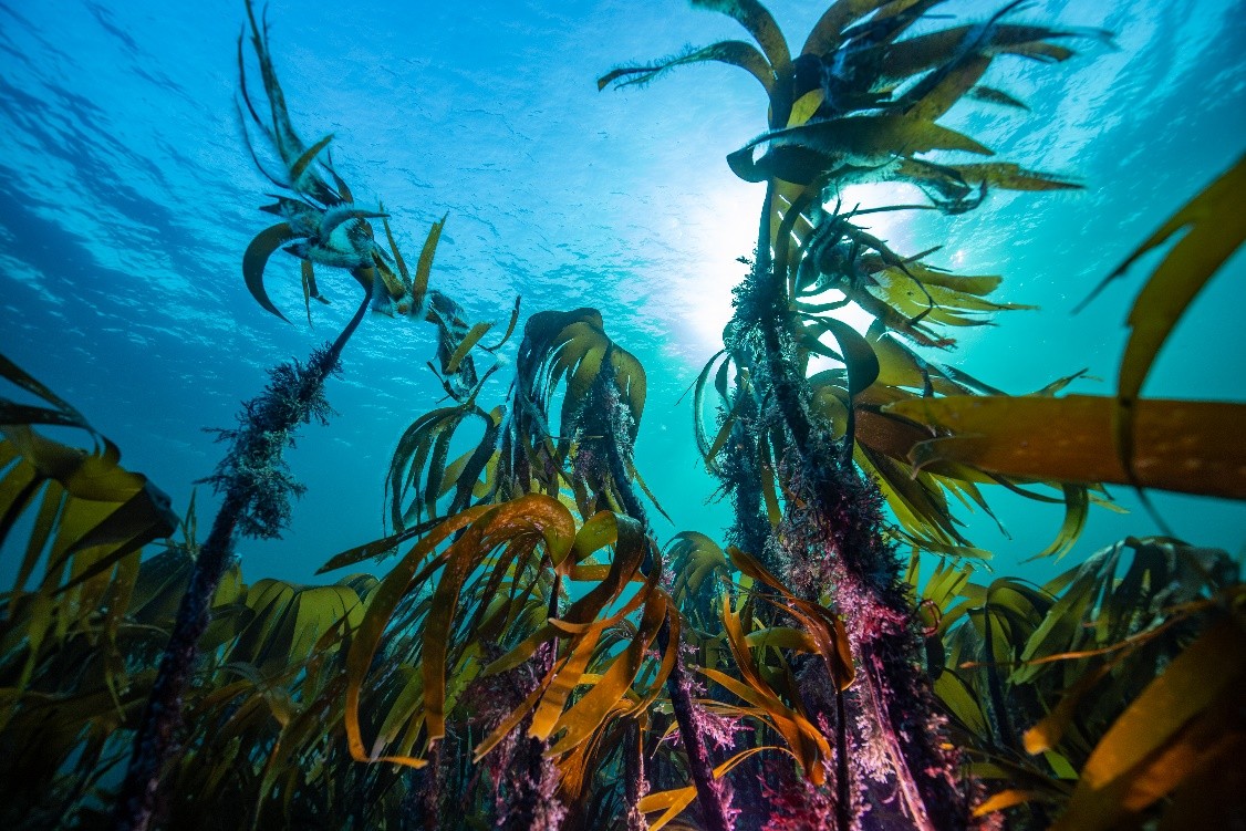 Kelpwald im Namsfjord