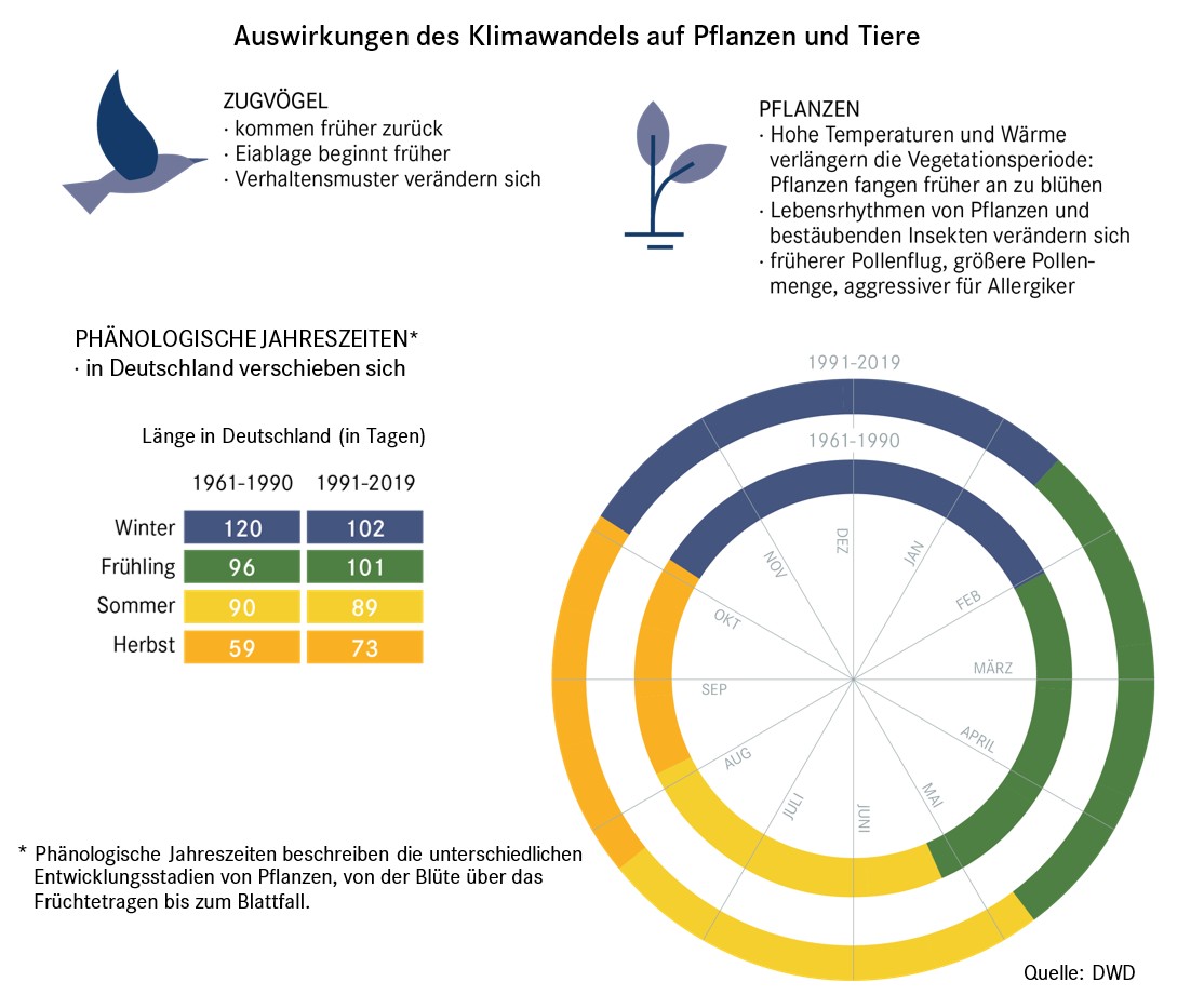 Die Grafik zeigt, wie sich der Klimawandel auf den Lebenszyklus von Tieren und Pflanzen auswirkt. Eine große Folge ist, dass sich die Jahreszeiten verschieben und nicht mehr zeitlich zum Brutablauf bei Vögeln und zur Blütezeit von Pflanzen passen. 