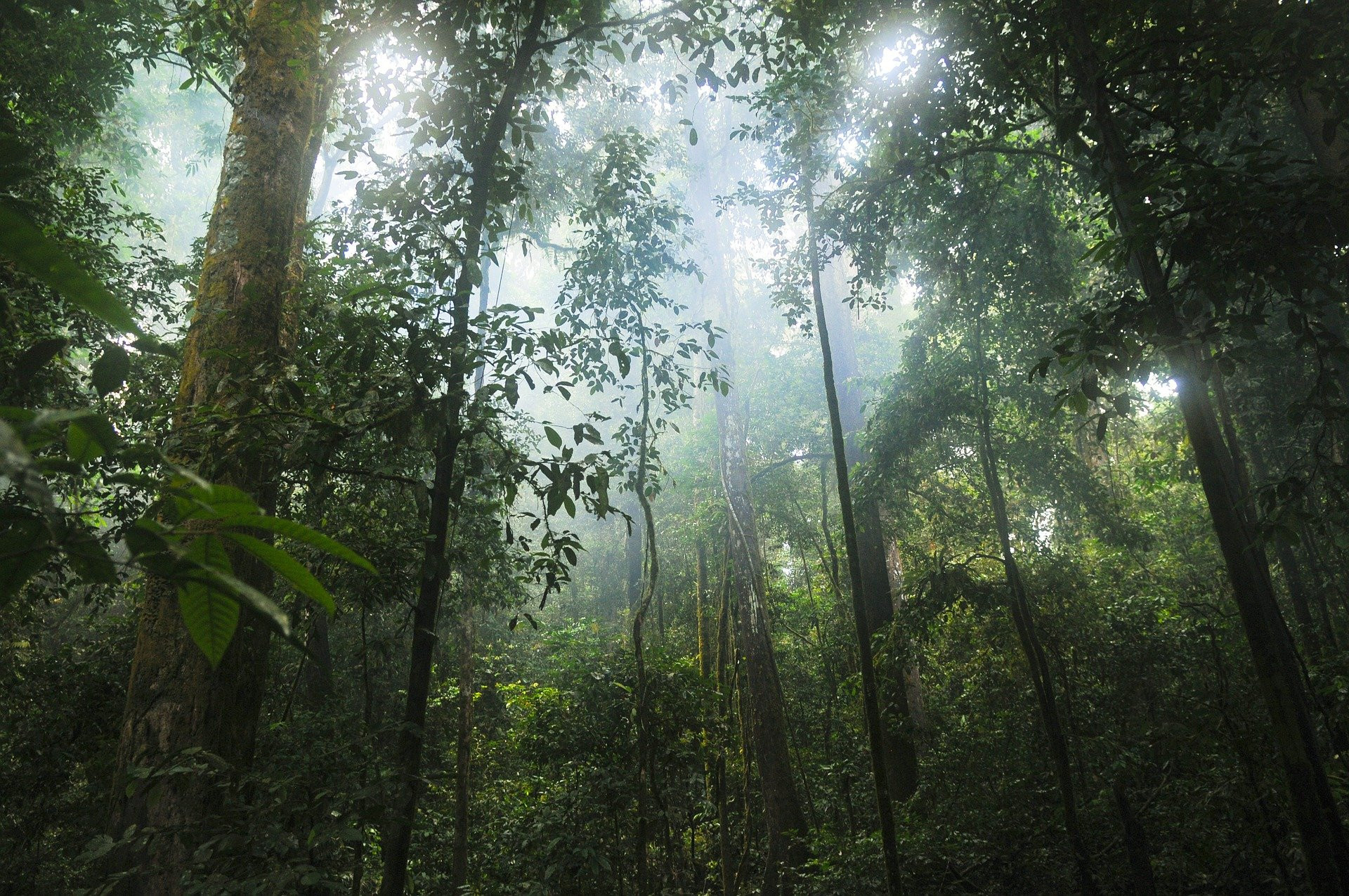 Bäume in einem Regenwald