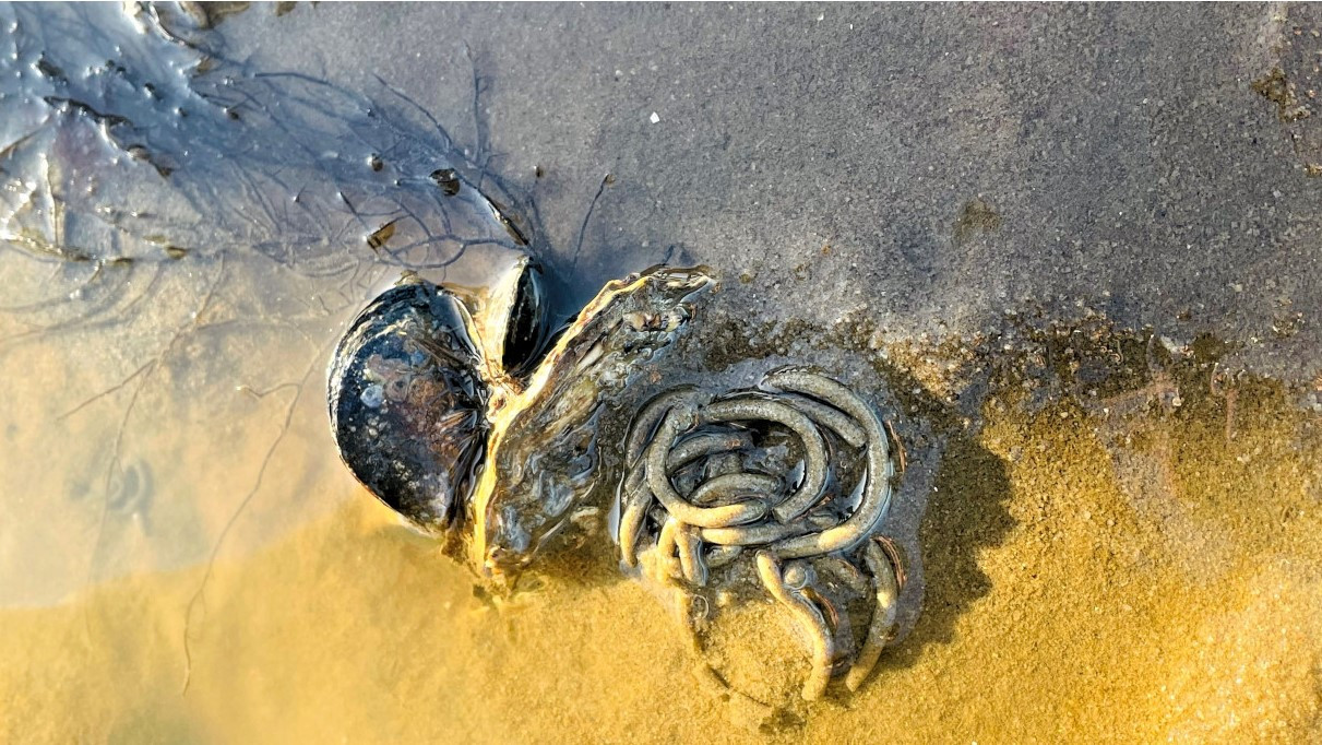 Spaghettihäufchen und Austernmuschel am Boden des Wattenmeeres