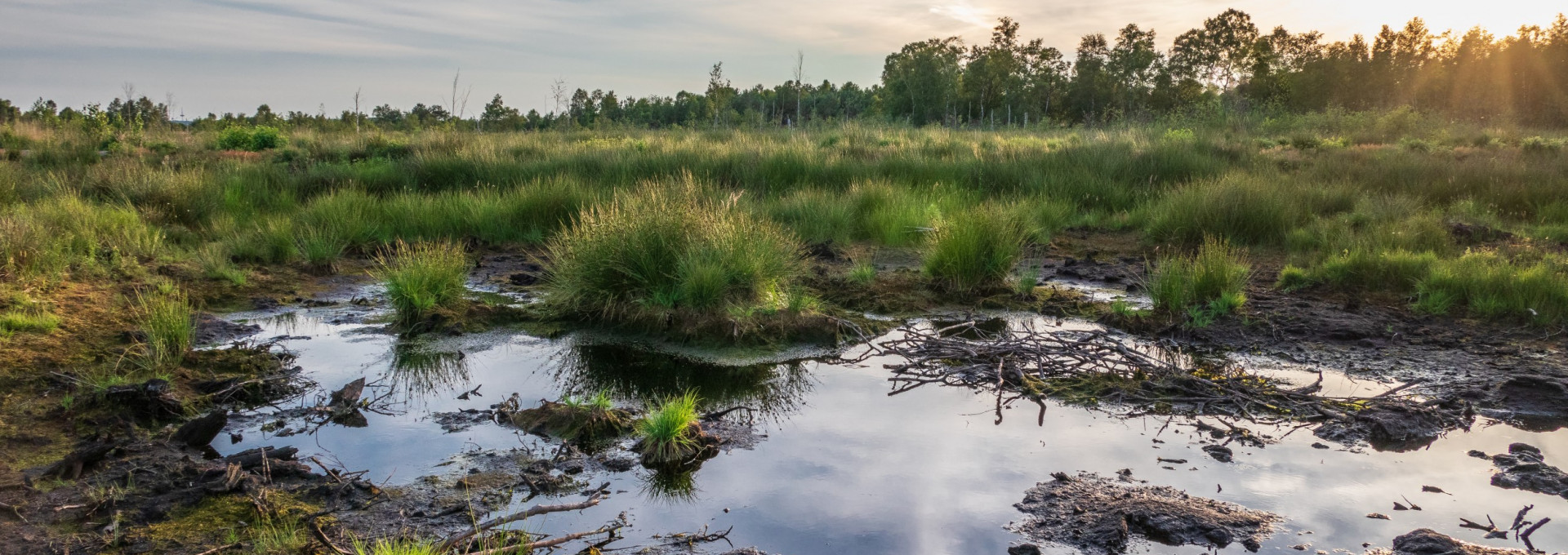 Ein Moor mit grünen Pflanzen, brauner Erde und seichtem Wasser