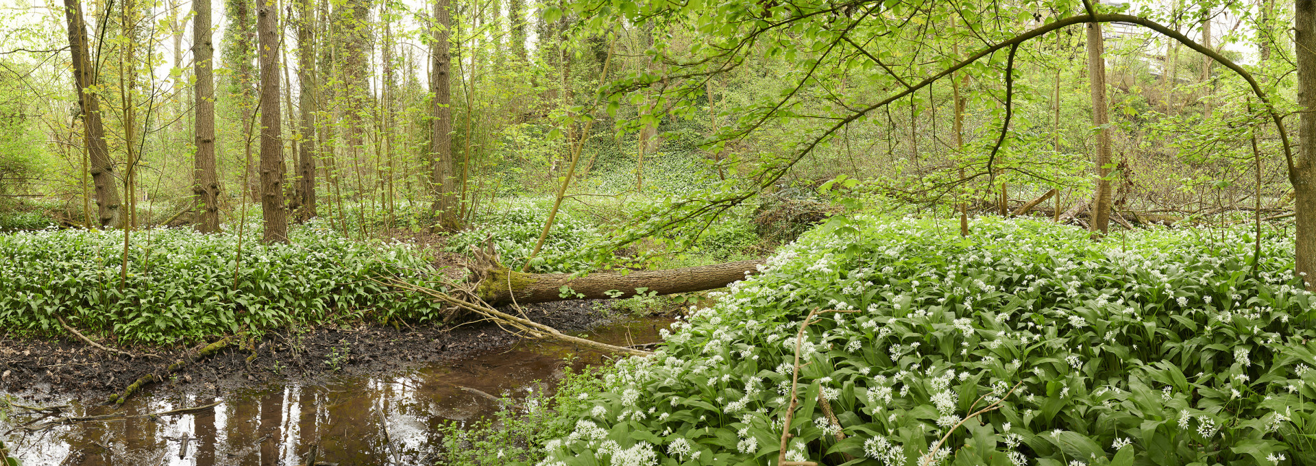 Bärlauchwald an der Rur