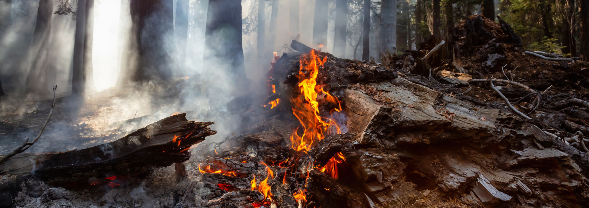 In einem Wald brennt Holz, darüber raucht es