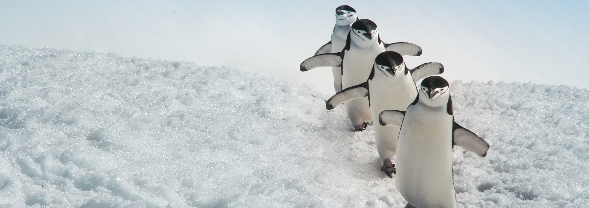 Eine Gruppe von vier Pinguinen geht über eine mit eisbedeckte Landschaft.