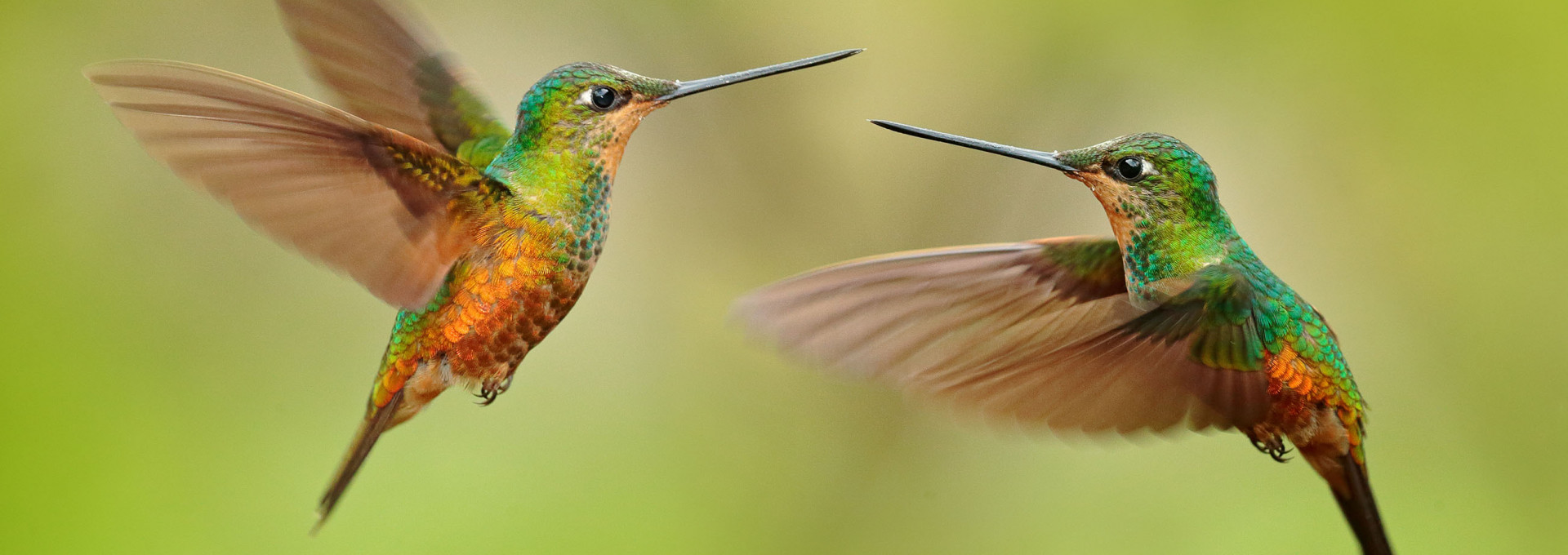 Zwei grün-gelbe Kolibris fliegen in der Luft vor grünem Hintergrund