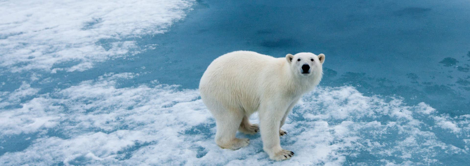 Eisbär auf Eisscholle