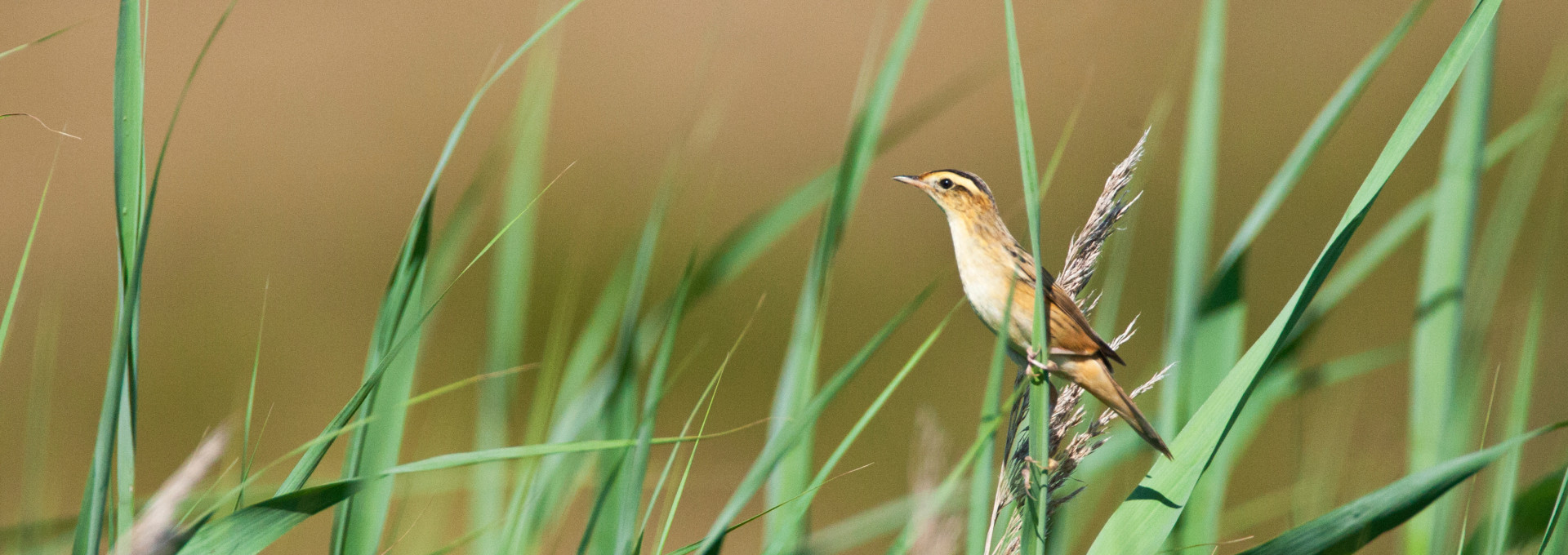 Ein brauner Seggenrohrsänger (Vogel) sitzt auf langen Gräsern