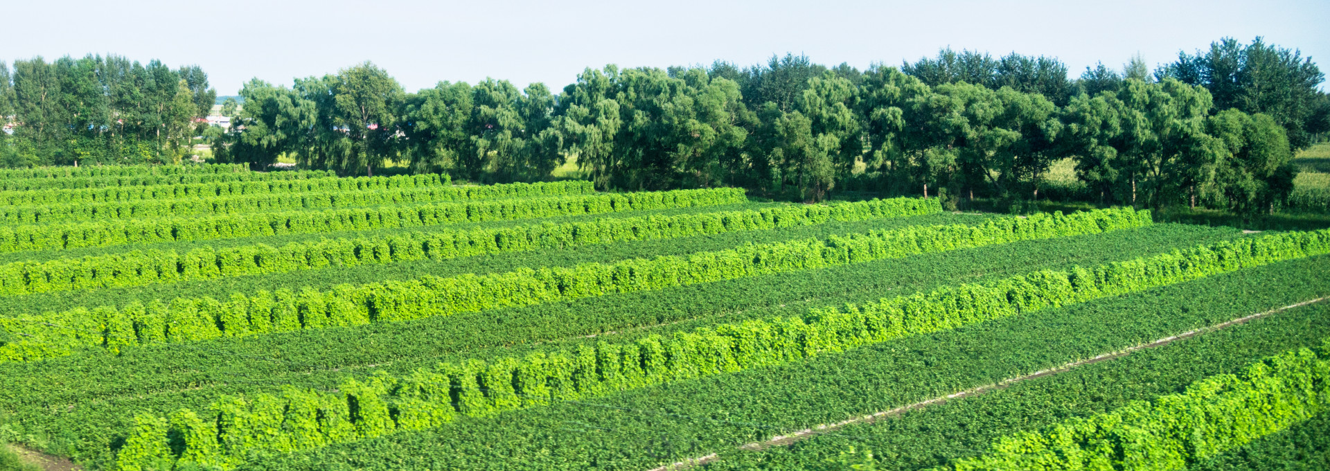 Cultivated field of vegetable growing in rows