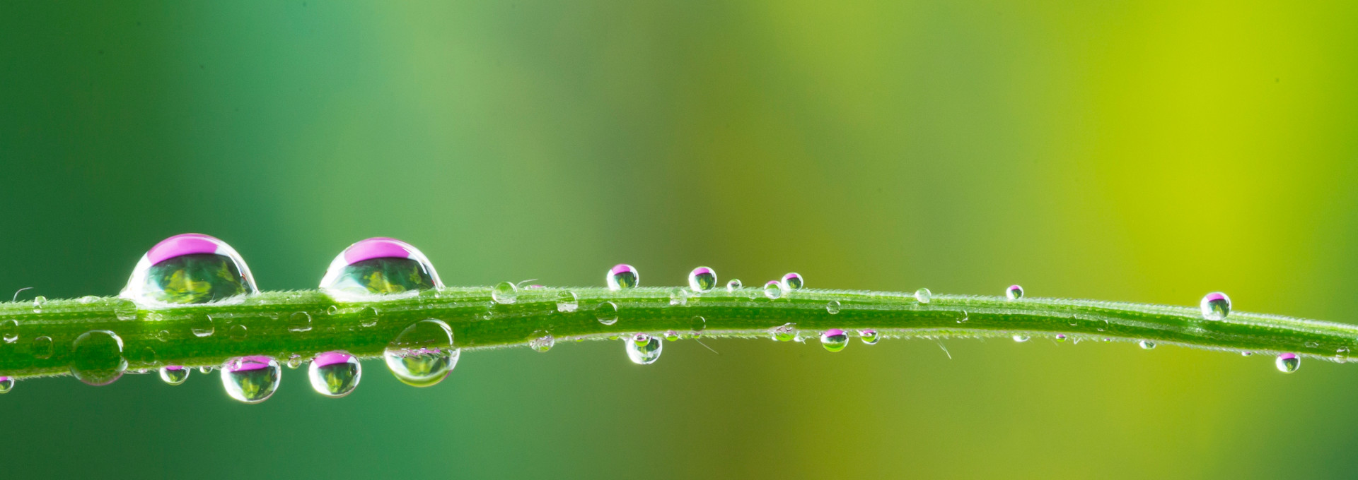 Drops of water on a leaf of gras
