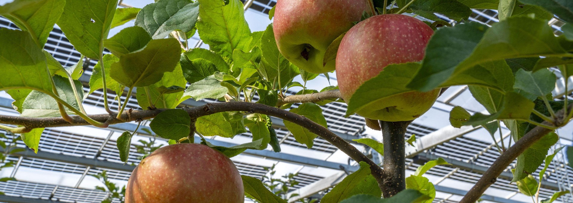 Apfelbäume im Schatten unter Photovoltaikmodulen