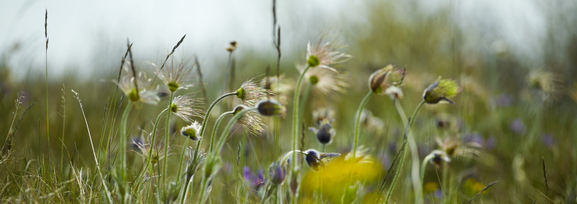 Pasque flower on a field