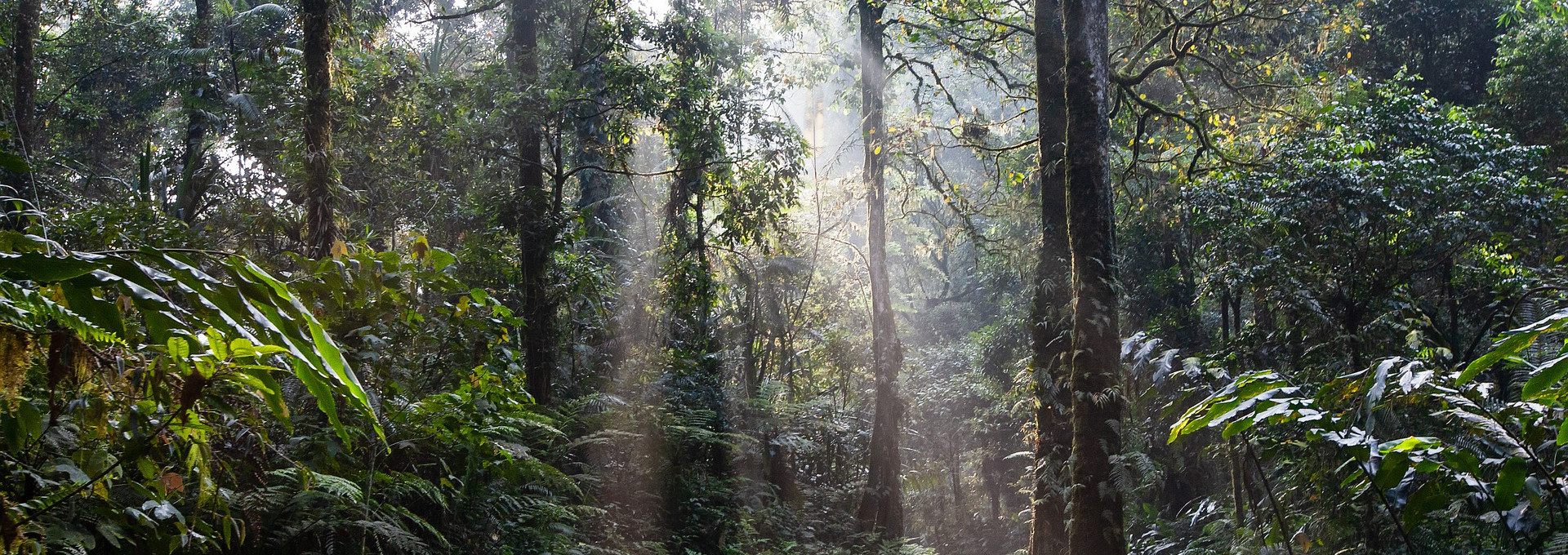 Licht fällt in Wald