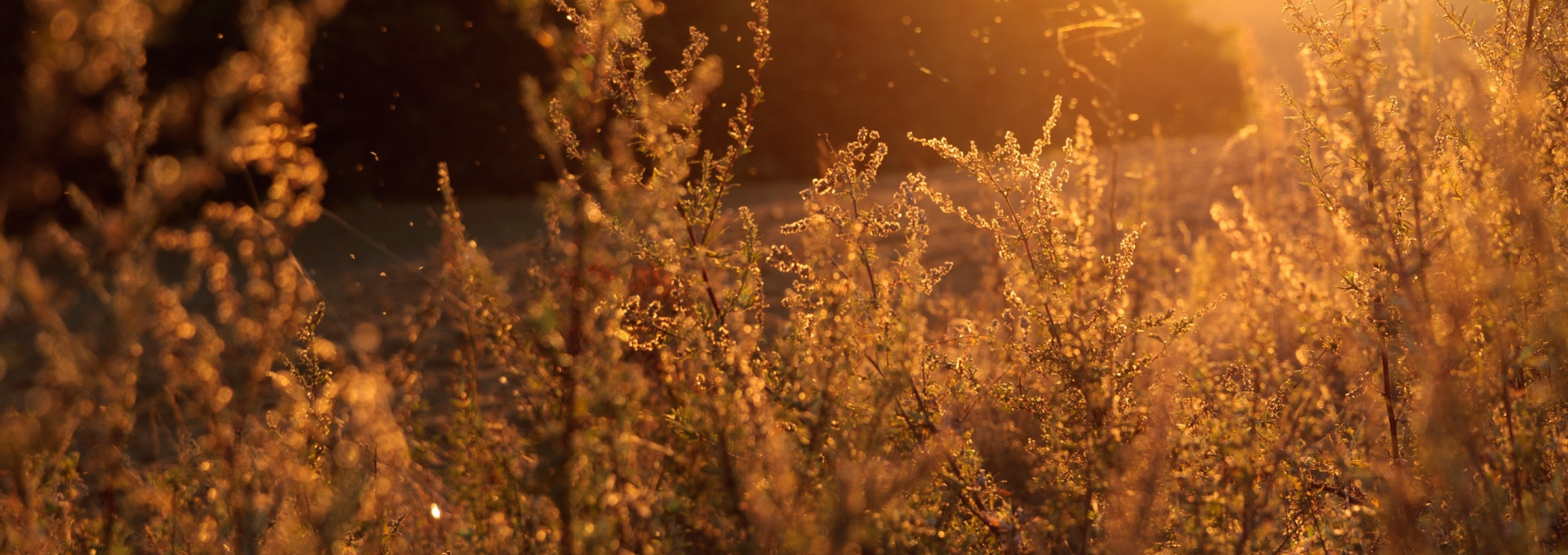 Feld auf dem Pollen durch die Luft fliegen