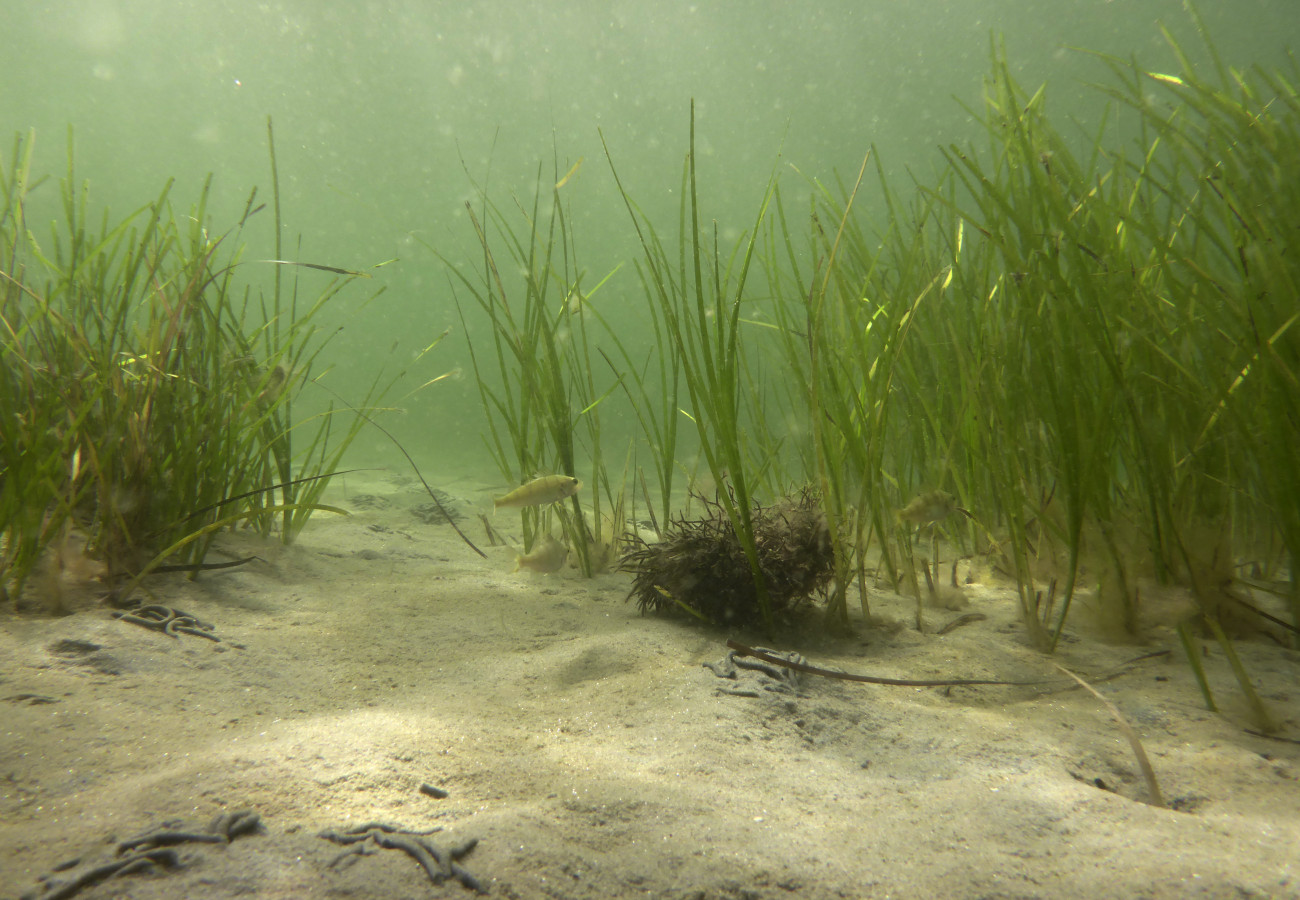 Unterwasserfoto von Seegraswiesen