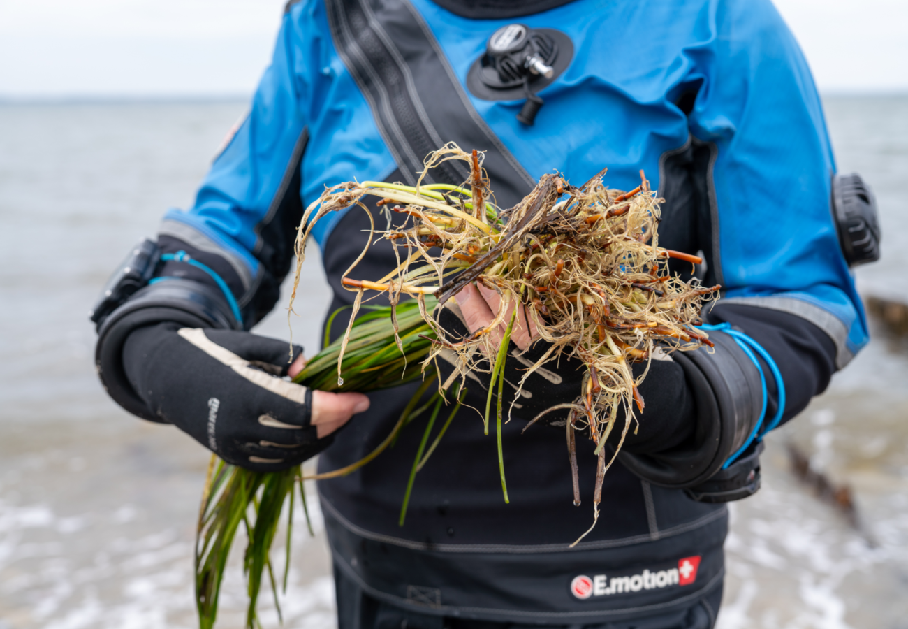 Eine Person hält einen Bund Seegras