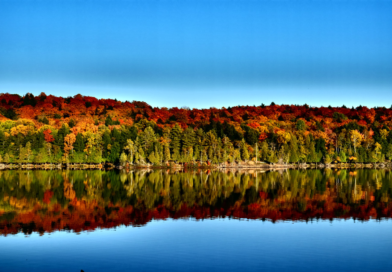 Herbstwald reflektiert im Wasser