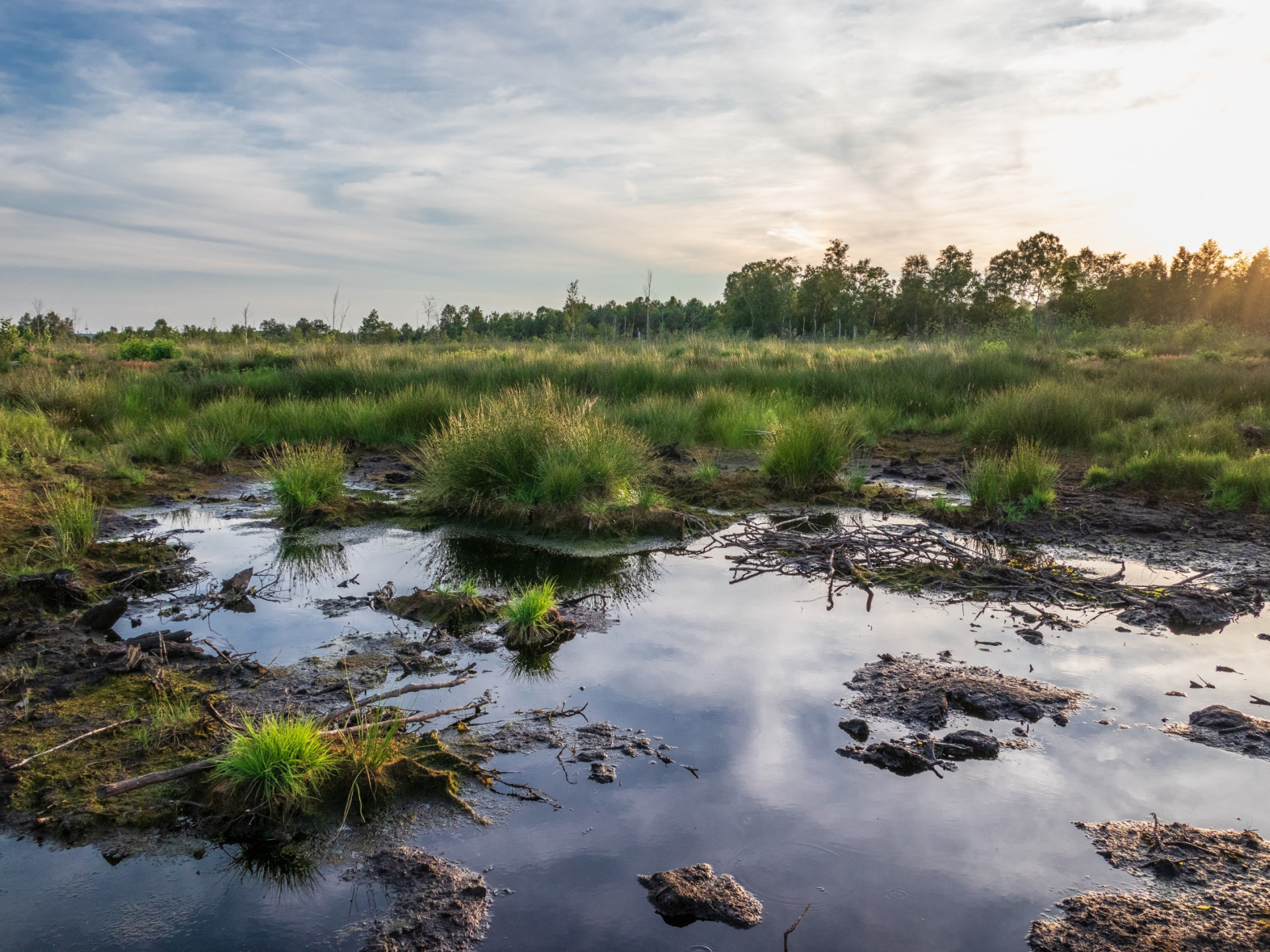 Ein Moor mit grünen Pflanzen, brauner Erde und seichtem Wasser