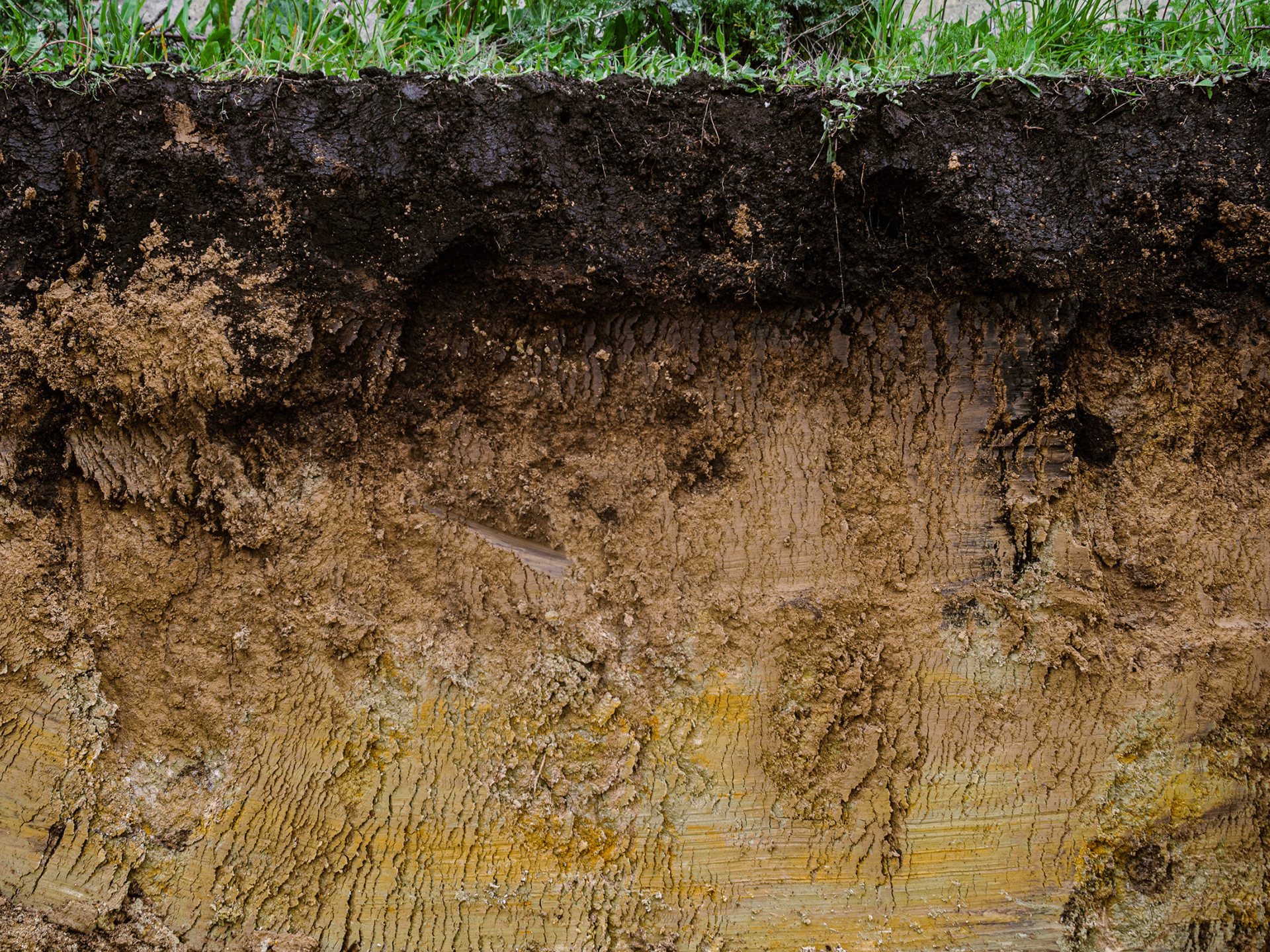 Bodenschnitt mit Grasdecke, dunkler und heller Bodenschicht