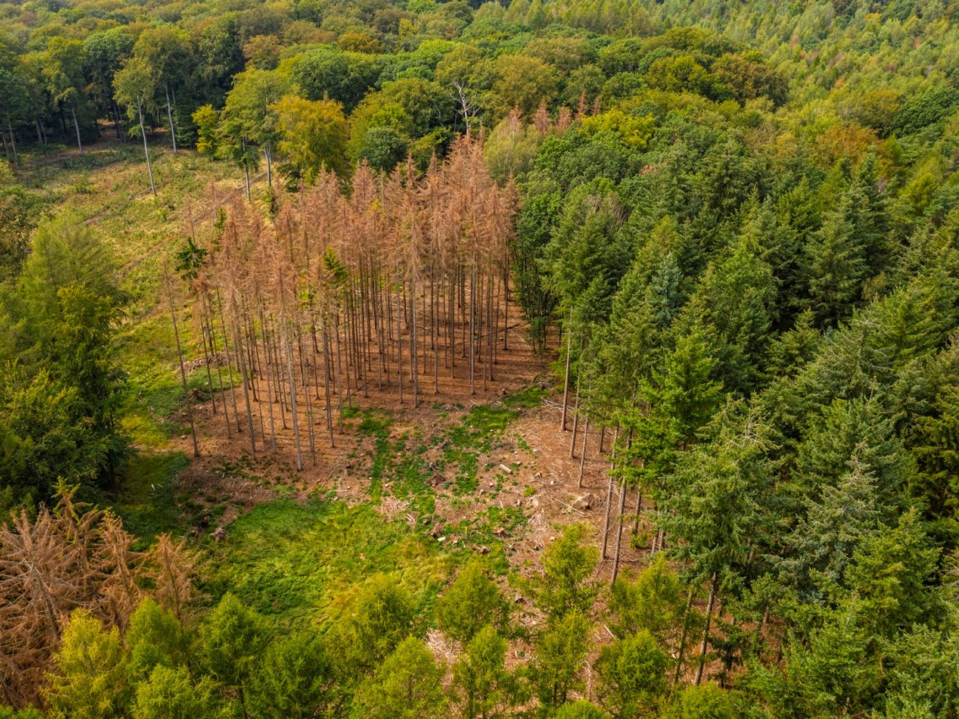 Luftaufnahme Wald. Zwischen grünen Nadelbäumen sind vertrocknete braune Bäume zu sehen