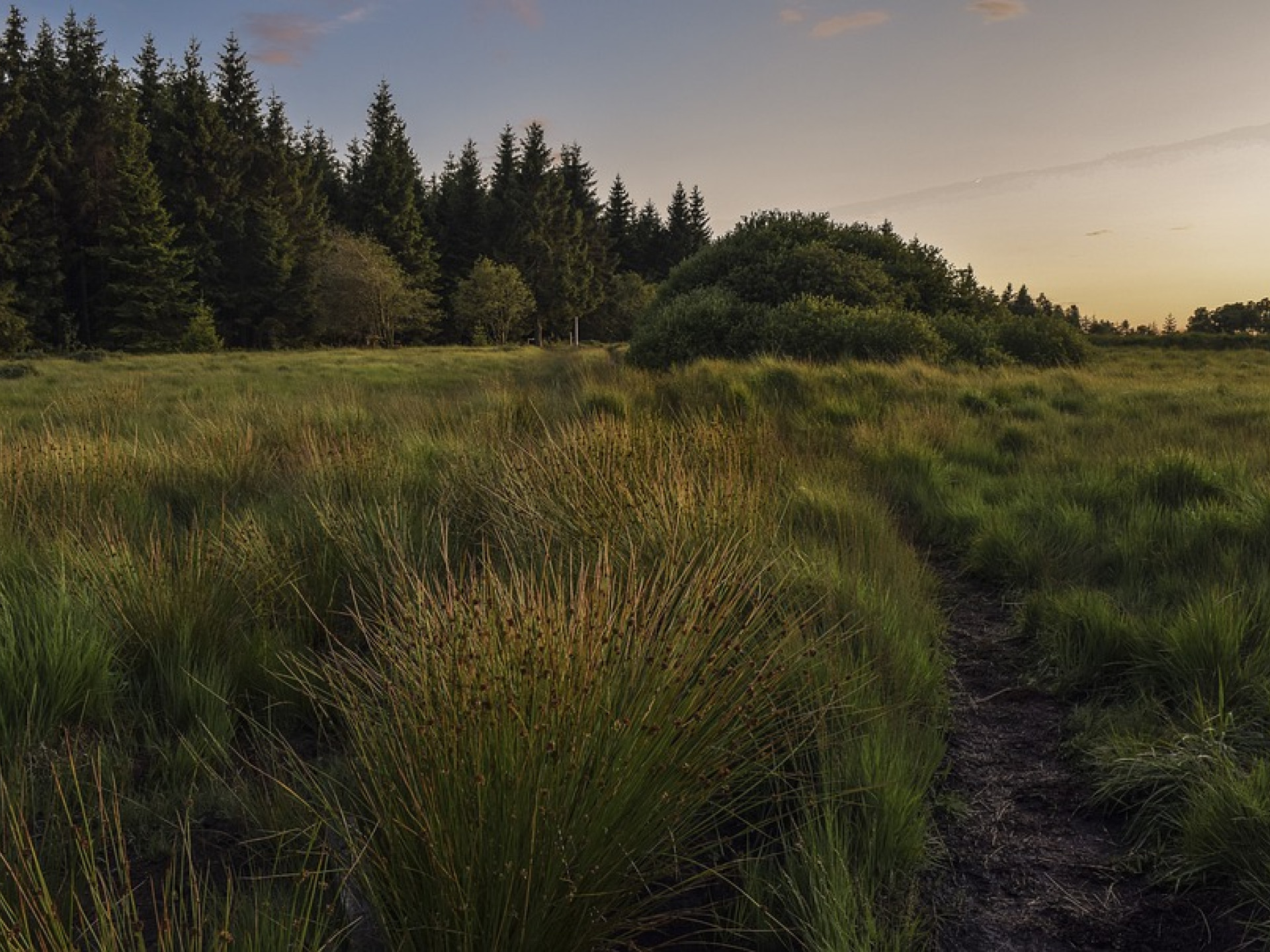 Wiese und Wald im Abendlicht