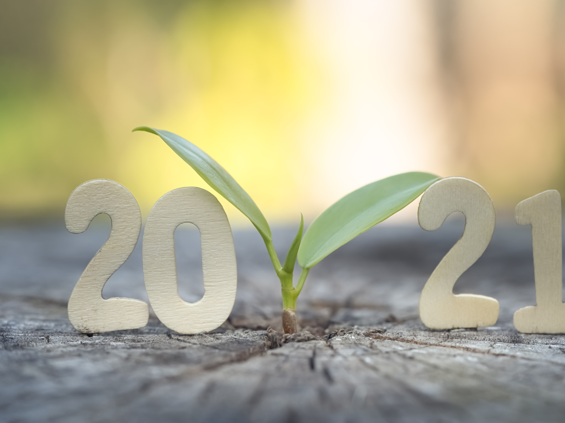 Holzzahlen 2021 mit Pflanze zwischen 20 und 21