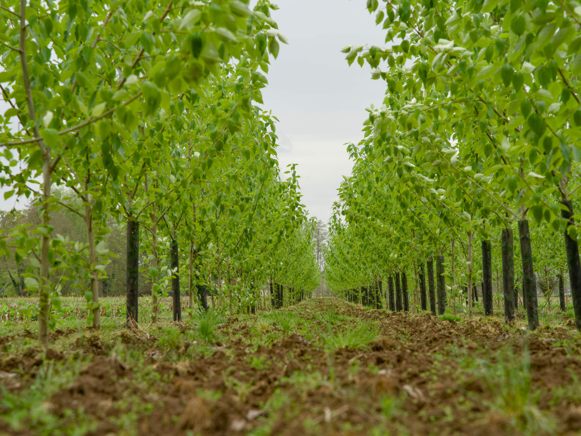 Pappelwald für die Agroforstwirtschaft