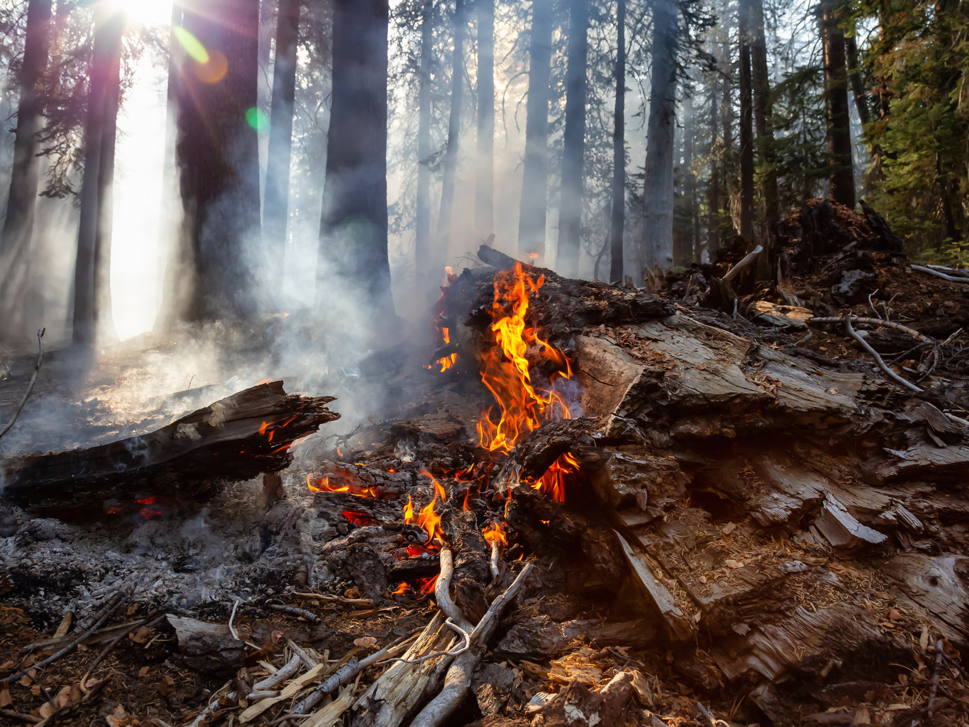 In einem Wald brennt Holz, darüber raucht es
