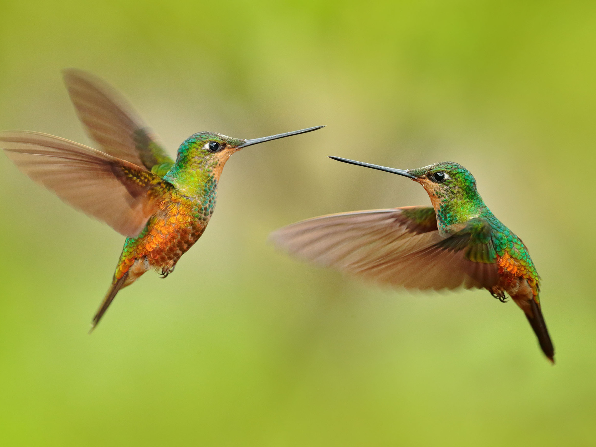 Zwei grün-gelbe Kolibris fliegen in der Luft vor grünem Hintergrund