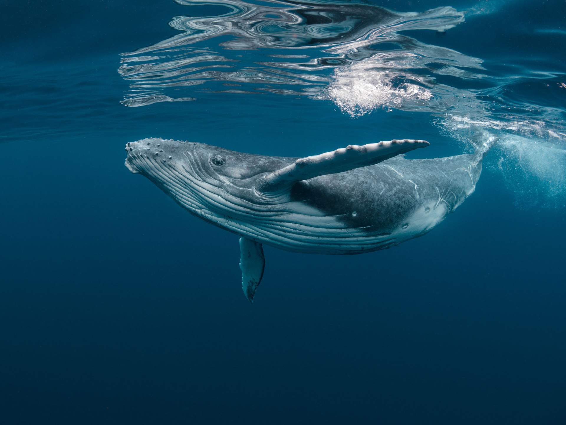 Ein junger Buckelwal schwimmt unter der Wasseroberfläche