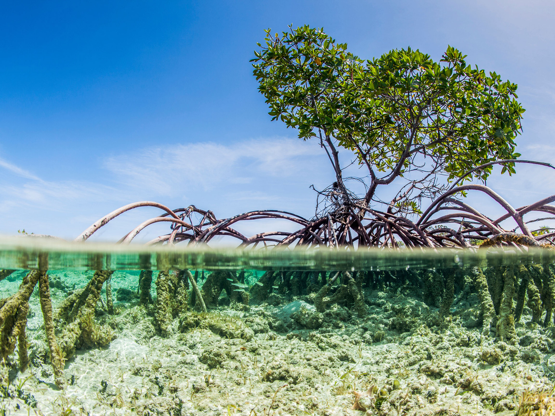 Ein Mangrovenbaum über und unter Wasser