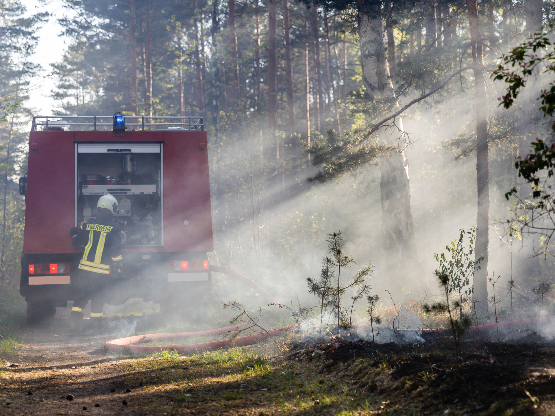 Brennender Waldboden bei Waldbrand