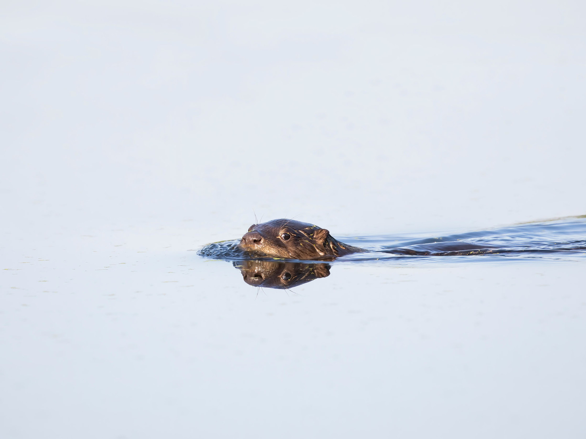 Ein junger Flussotter schwimmt durch einen See in Ottawa, Kanada.