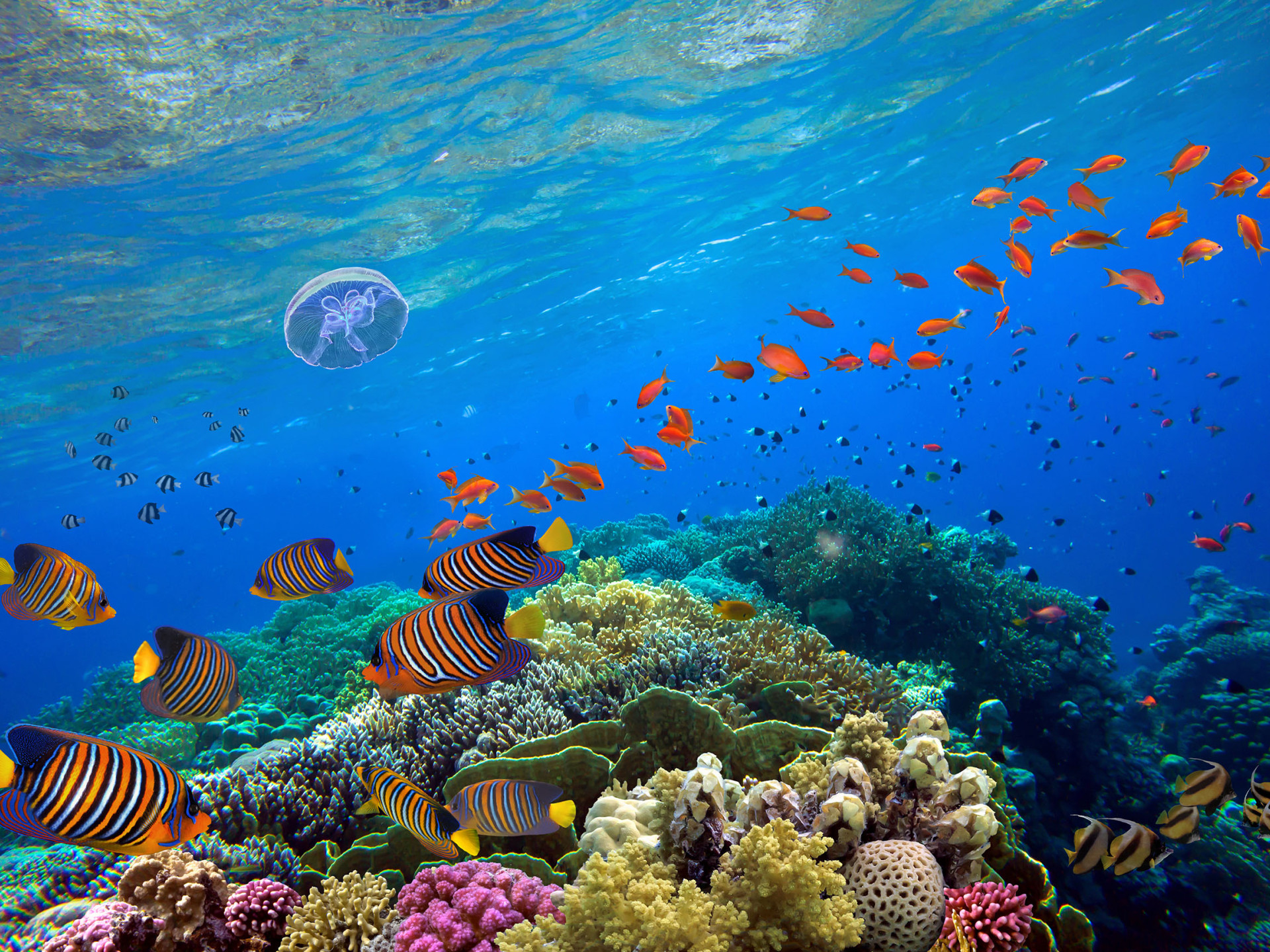 Korallen und Fische in blauem Wasser