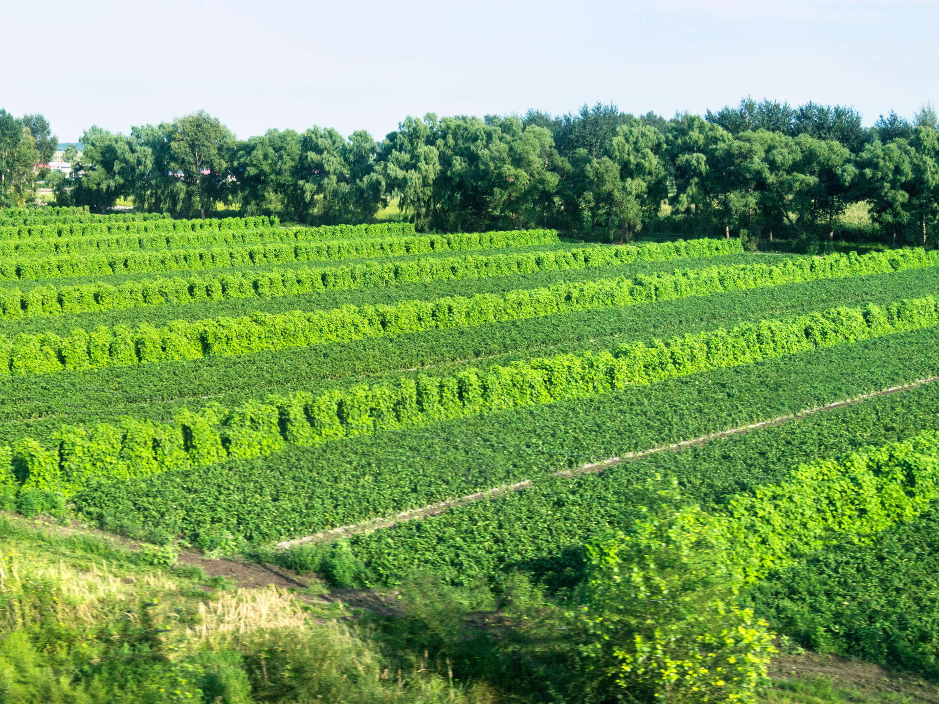 Cultivated field of vegetable growing in rows