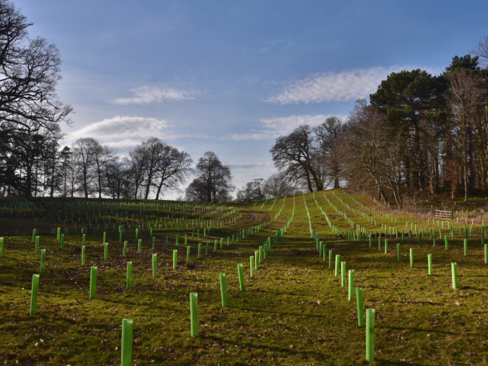 Agroforstwirtschaft im englischen Shropshire