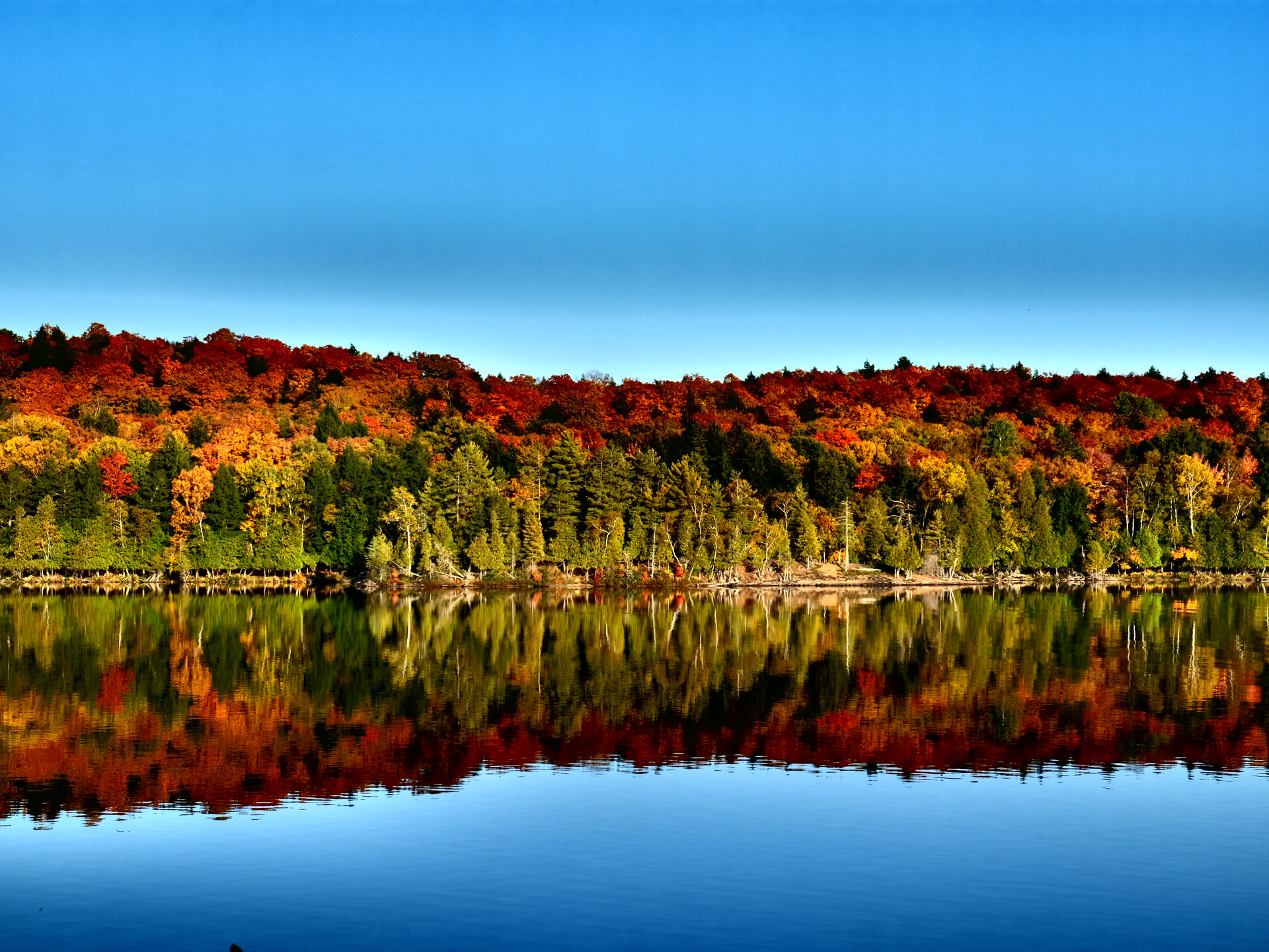 Herbstwald reflektiert im Wasser