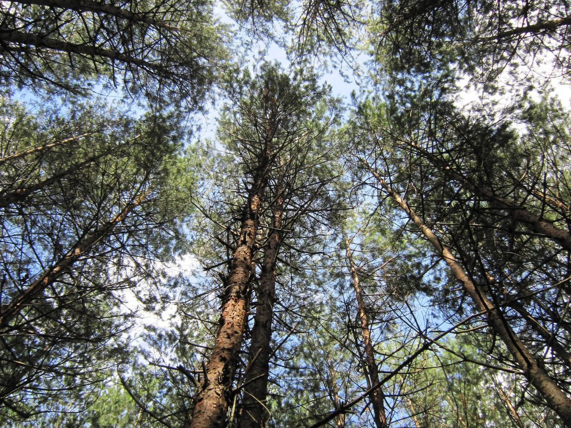 Kiefernwald in der südost-polnischen Woiwodschaft Karpatenvorland