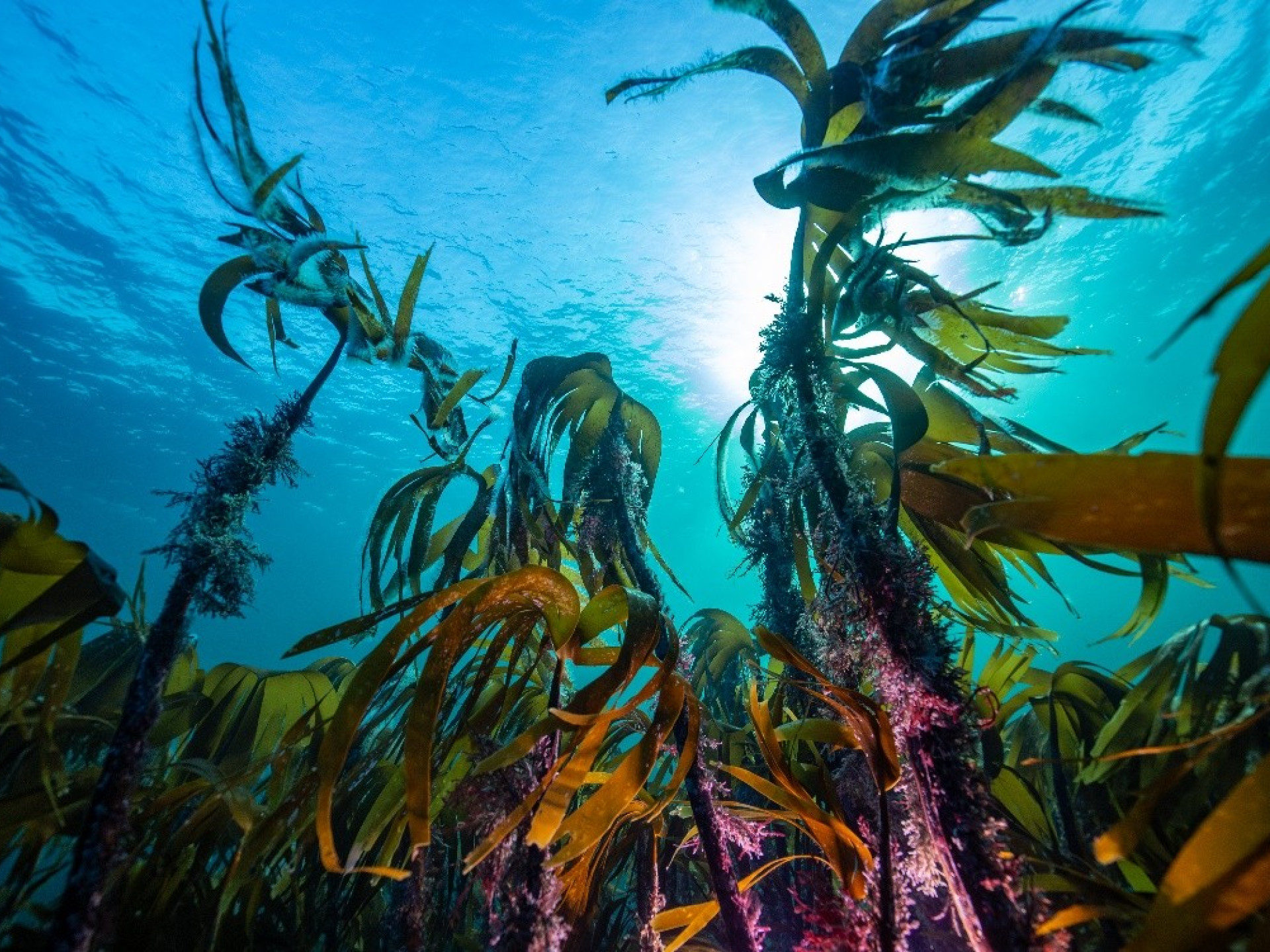 Kelpwald im Namsfjord