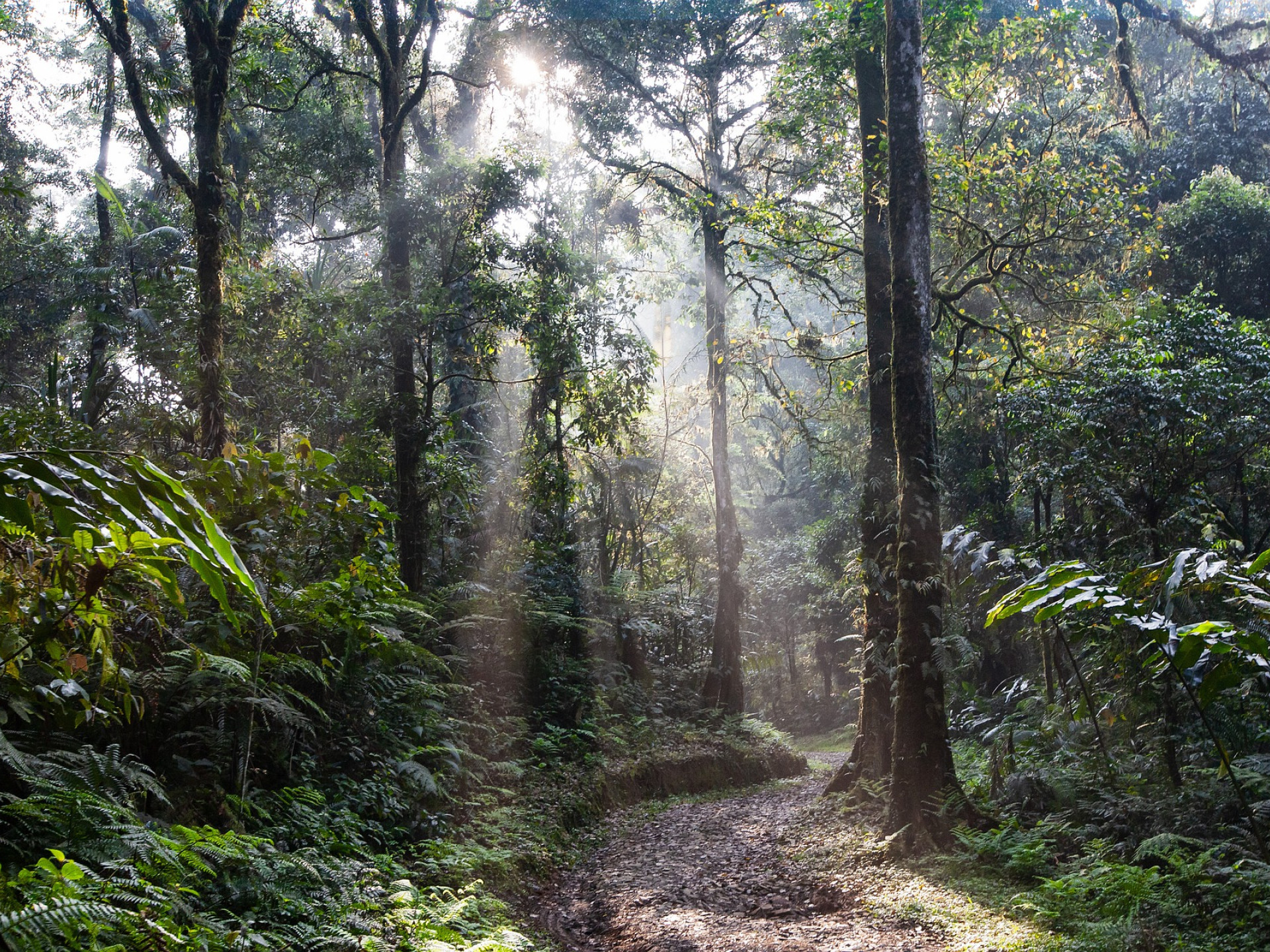 Licht fällt in Wald