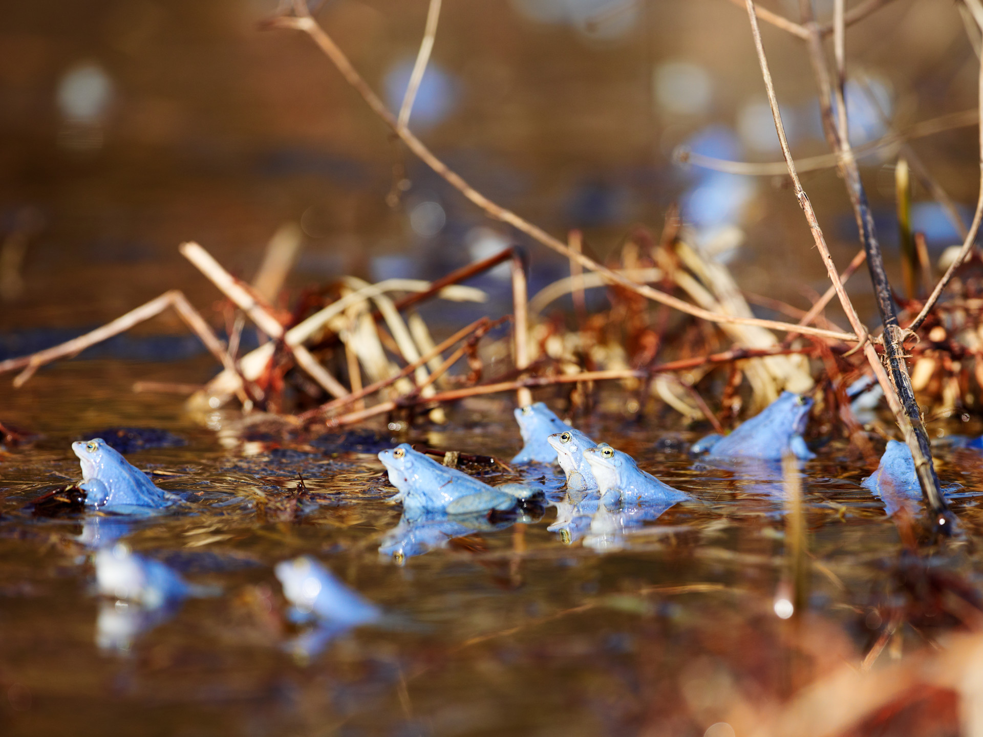 Blue moor frog (Rana arvalis) sitting in water and between branches.