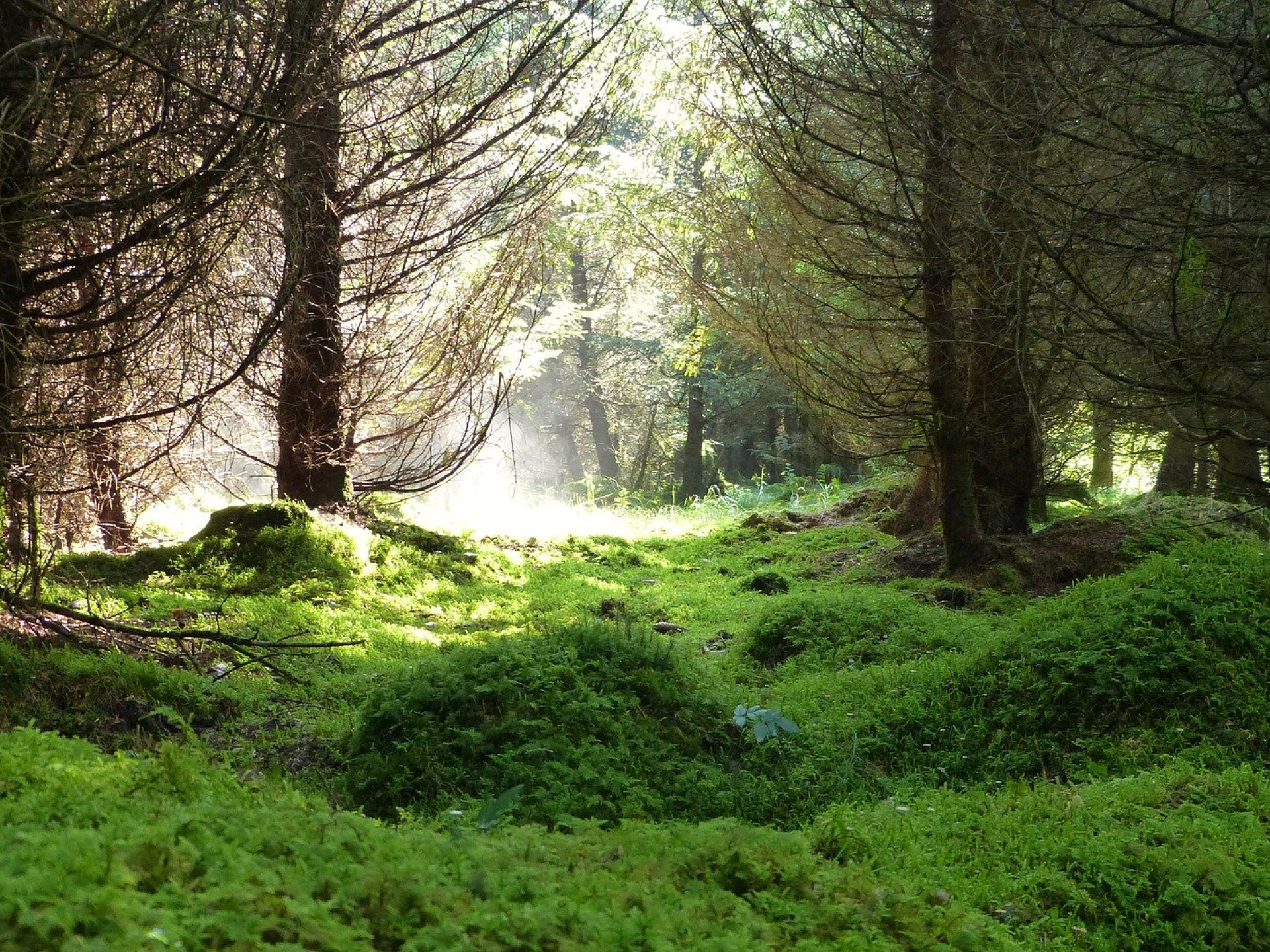 Naturwald in der Sonne