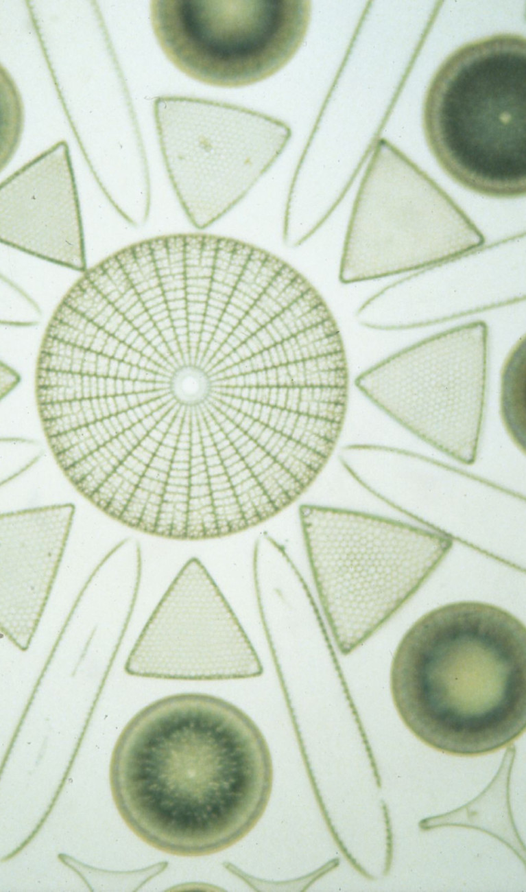 Aufbau einer Diatomeen-Kieselalge