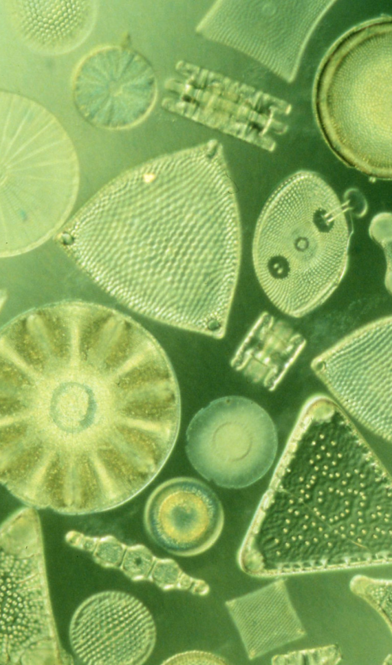 Antarktische Kieselalge Diatomeen