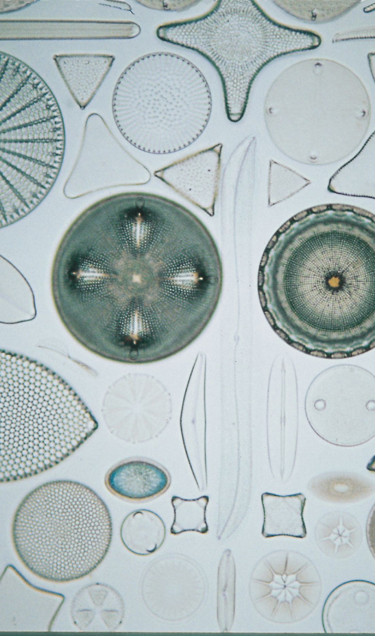 Formenvielfalt der Antarktischen Kieselalge Diatomeen