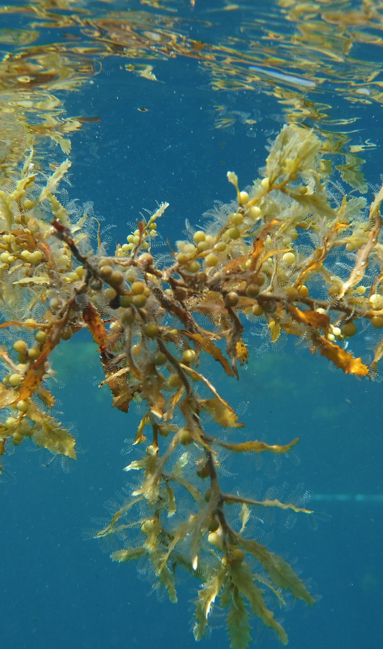 Nahaufnahme einer Makroalge